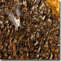 Samal Island Fruit Bats