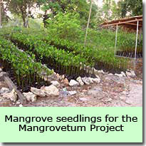 Mangrovetum Project