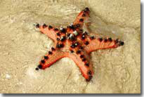 Starfish